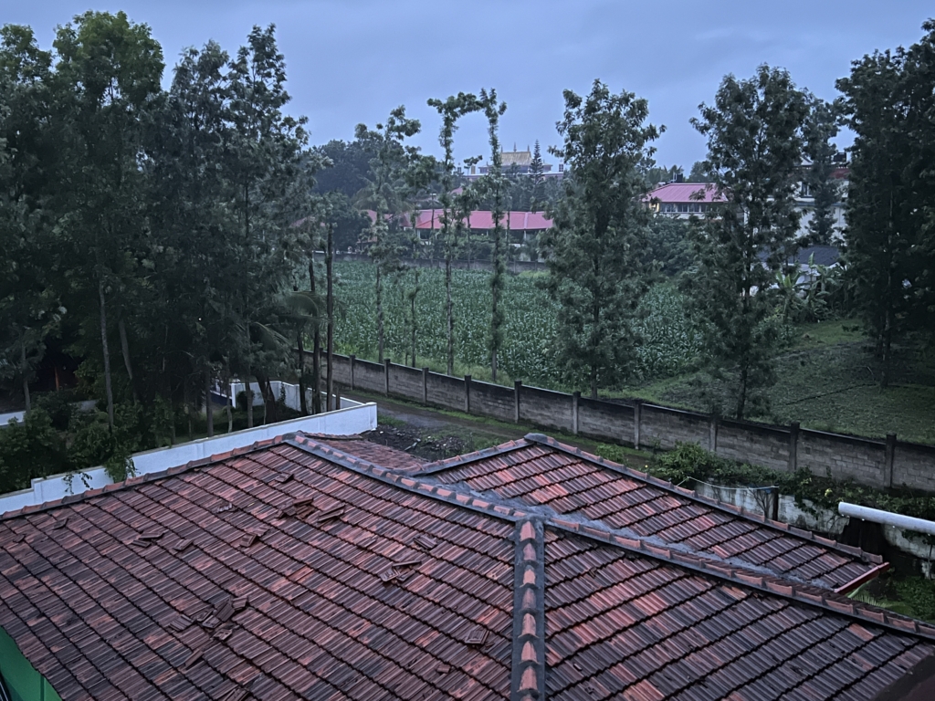 photo of cornfields within the confines of Sera Jey Monastery, India, photo taken by Ven. Tenzin Lung Tog