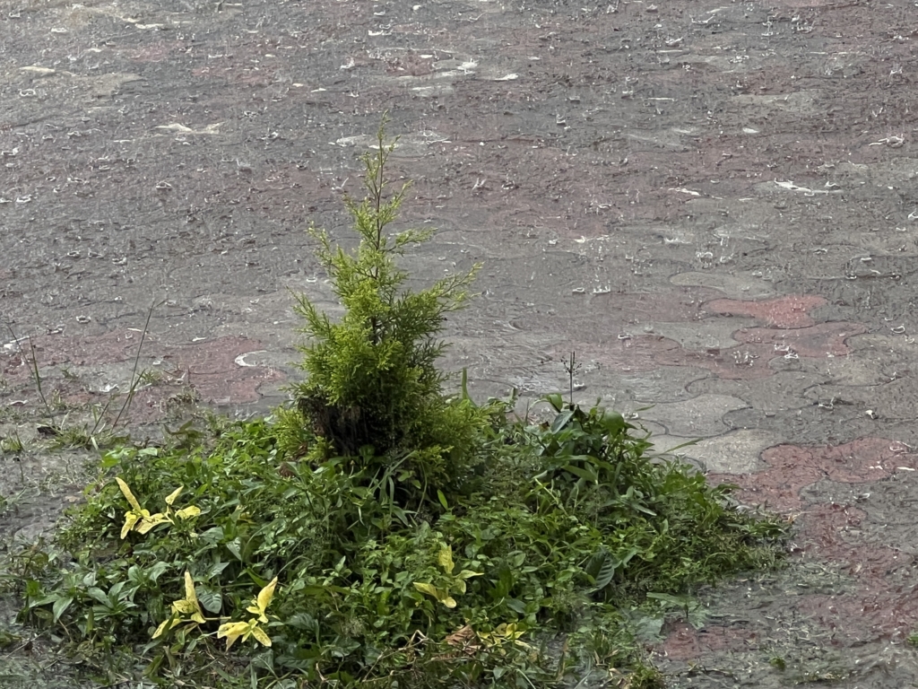 the monsoon at Sera Je Monastery, India